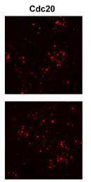 CDC20 Antibody - FIGURE 3 Fluorescence in situ hybridization (flsH) verified the expression of Ube2c and Cdc20 in GABAergic neurons in the NAc.