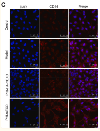 Collagen I Antibody - Fig.