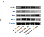 Bcl-2 Antibody - Figure 3 ｜ Lycium barbarum polysaccharide combined with oxaliplatin inhibited the expression of PMI, ABCG2 and Bcl-2 and promoted the expression of Bax.