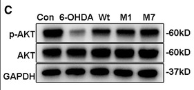 Phospho-AKT1/2/3 (Ser473) Antibody - FIG.