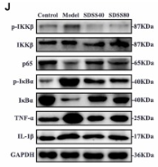 TNF alpha Antibody - Fig.