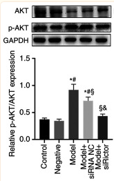 Phospho-AKT1/2/3 (Ser473) Antibody - Figure 4 Expression levels of podocyte actin cytoskeleton components.