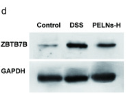GAPDH Antibody - Fig.