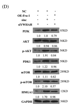 PI3K p85 alpha Antibody - Figure 5 YWHAH regulates the activity of the HMGA1/PI3K/AKT/mTOR signaling pathway through Fra-1.