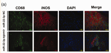 CD68 Antibody - Figure 3.