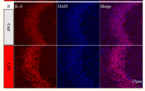 IL6 Antibody - Fig.