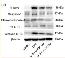 IL1 beta Antibody - Figure 4 LHQK suppressed caspase‐11 and caspase‐1‐dependent pyroptosis induced by LPS.