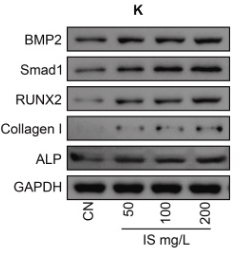 BMP2 Antibody - Fig.