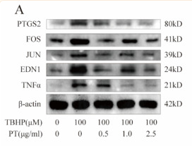 TNF alpha Antibody - Figure 3 Expression of PTGS2, FOS, JUN, EDN1 and TNF-α in NPCs.