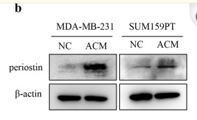 beta Actin Antibody - Fig.