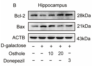 Bcl-2 Antibody - Figure 7 Osthole decreases neuron loss and neuron apoptosis induced by D-galactose.