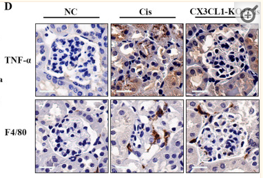 TNF alpha Antibody - Fig.