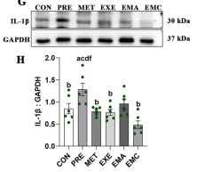 IL1 beta Antibody - Fig.