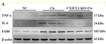 IL6 Antibody - Fig.