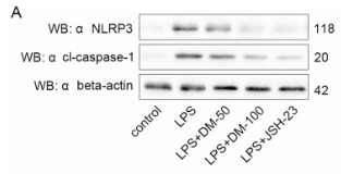 Cleaved-Caspase 1 (Asp296), p20 Antibody - Fig.