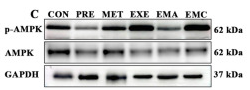 AMPK alpha Antibody - Fig.