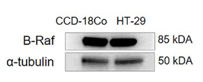 Tubulin alpha Antibody - Figure 2: Variation of protein levels normalized with α-tubulin in cell lines using western blot band images.