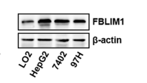 beta Actin Antibody - Fig.