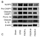 Cleaved-IL-1 beta (Asp116) Antibody - Fig.