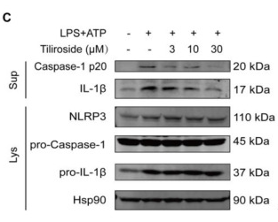 Cleaved-IL-1 beta (Asp116) Antibody - Figure 1 Tiliroside inhibits NLRP3 inflammasome activation in macrophages.