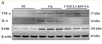 TNF alpha Antibody - Fig.