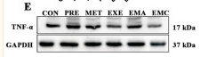 TNF alpha Antibody - Fig.