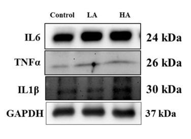 IL6 Antibody - Figure 5 Western blot analysis of pro-inflammatory cytokine protein expression in rats’ cerebral cortex after oral administration of aspartame at different levels.