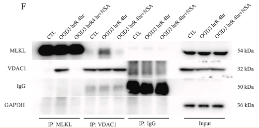 GAPDH Antibody - Fig.