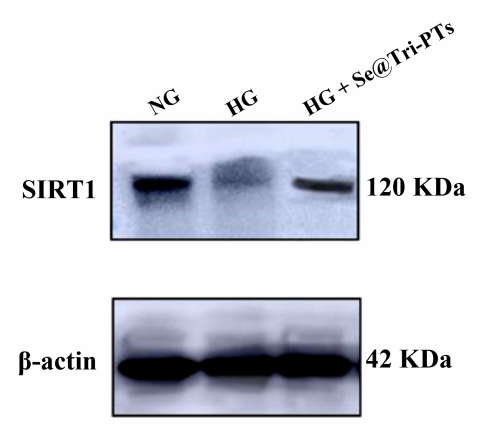 SirT1 Antibody - Fig.