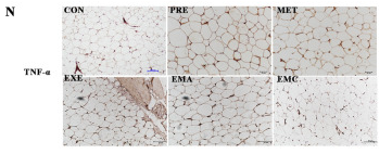 TNF alpha Antibody - Fig.