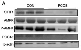 AMPK alpha Antibody - Figure 6.