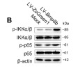 NF-kB p65 Antibody - Figure 6 BMP8B triggers NF-κB signaling to suppress adipogenesis.
