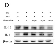 IL6 Antibody - Fig.