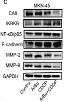 MMP2 Antibody - Fig.