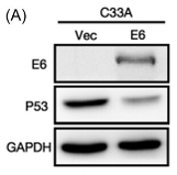 GAPDH Antibody - Figure 1 HPV16 E6 promotes the proliferation of cervical cancer cells.
