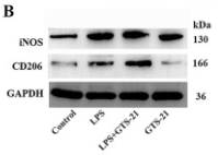 GAPDH Antibody - Fig.