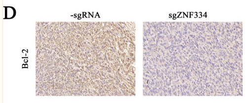 Bcl-2 Antibody - Fig.