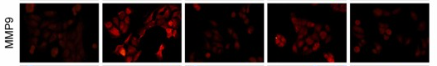 MMP9 Antibody - Fig.