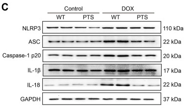 Caspase 1 Antibody - FIGURE 2 PTS reduces reduction of NLRP3 inflammasome and apoptosis in DOX-treated mice.