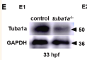 Tubulin alpha Antibody - Figure 4 Cu overload destroys embryonic HSPC cytoskeleton (A) Schema for the experiments in (B) and (C).