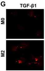 TGF beta 1 Antibody - Figure 3.