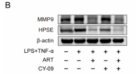 MMP9 Antibody - Fig.