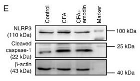 beta Actin Antibody - Figure 2 Emodin reduces spinal cord inflammatory response by inhibiting spinal cord astrocyte activation.