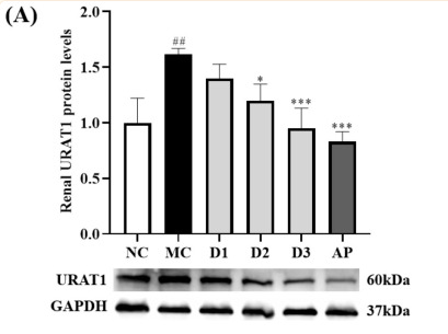 GAPDH Antibody - Figure 4 Effects of CSFTE and AP on renal URAT1 (A), GLUT9 (B), OAT1 (C), OAT3, and (D) protein levels in hyperuricemic rats.