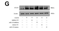 STAT3 Antibody - Figure 3 STAT3 identified as a direct target gene of miR-124.
