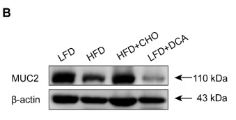 beta Actin Antibody - Figure 2 Elevated DCA induced by an HFD impairs the differentiation of ISCs to GCs.