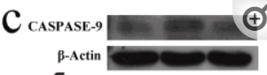 Caspase 9 Antibody - Fig.