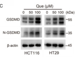 GSDMD Antibody - Figure 2 Que induces pyroptosis in colon cancer cells.