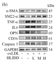 IL6 Antibody - Fig.