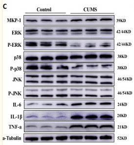 TNF alpha Antibody - Fig.